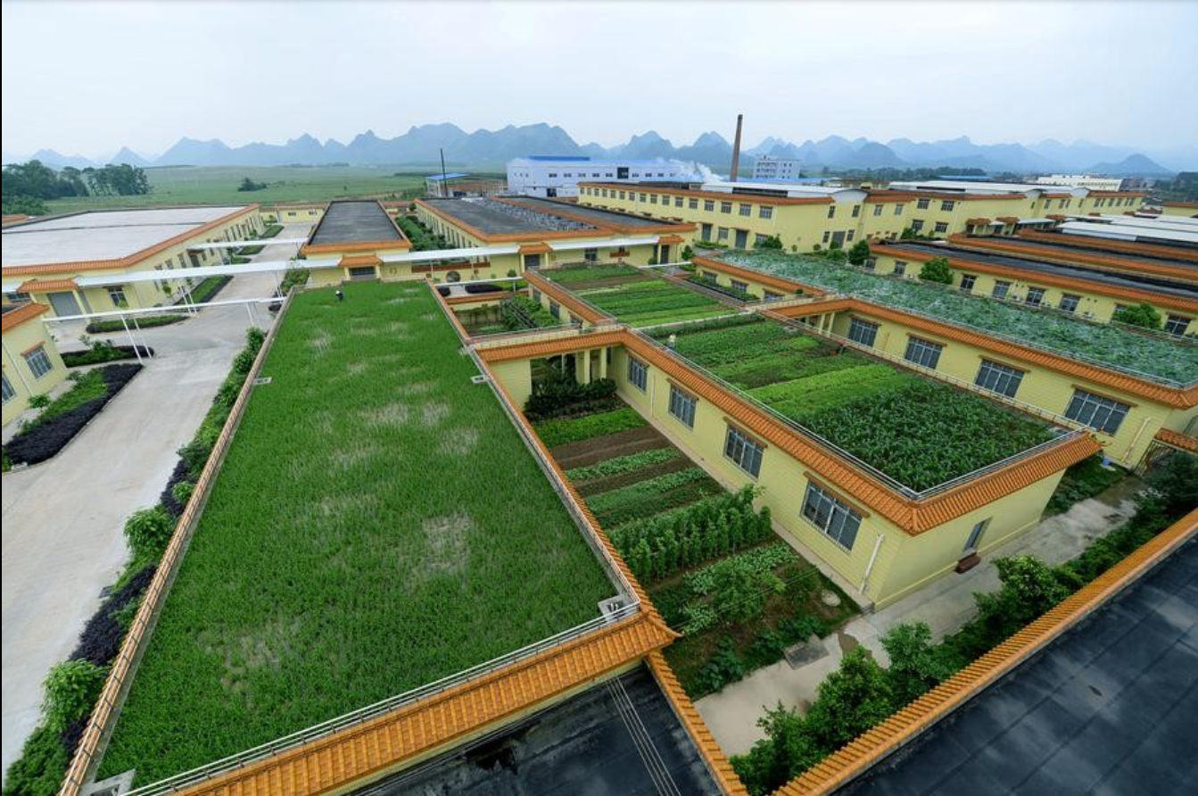 30.09 Horta de 0,2 hectare localizado no telhado da cervejaria regional, em Liuzhou, província de Guangxi, China.