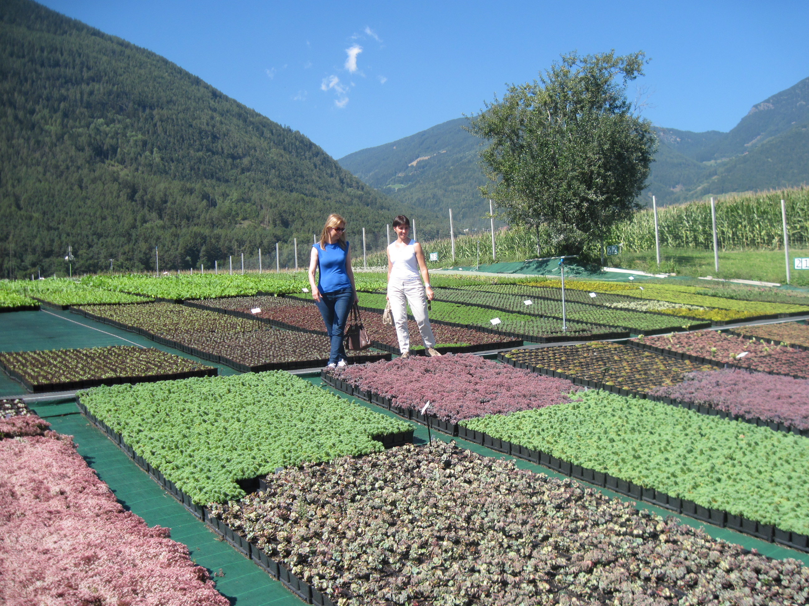 Visita da paisagista Heloiza Rodrigues a produtores de suculentas na Itália.
