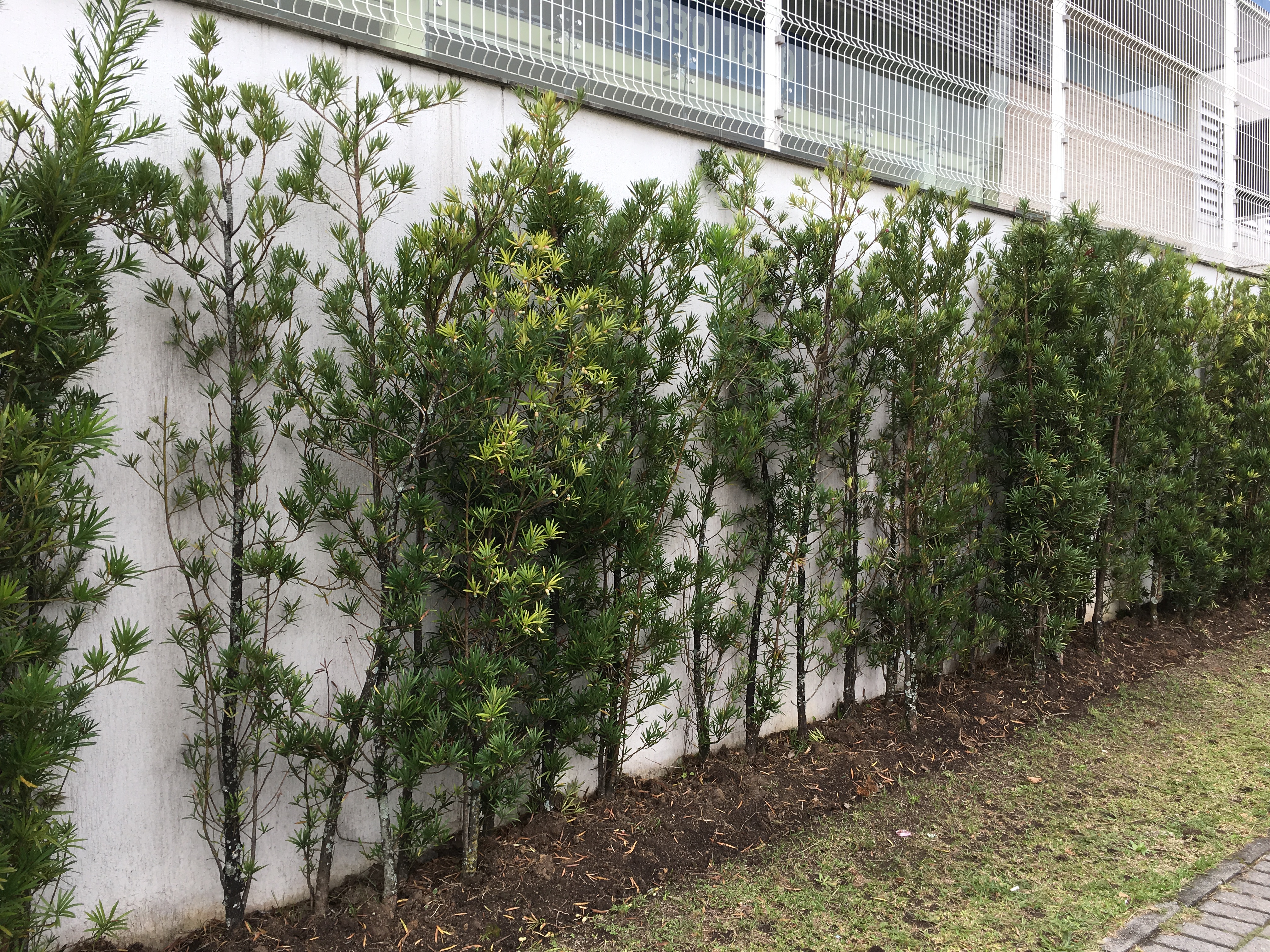 EXEMPLO NEGATIVO: Podocarpus plantados sem a distância necessária.