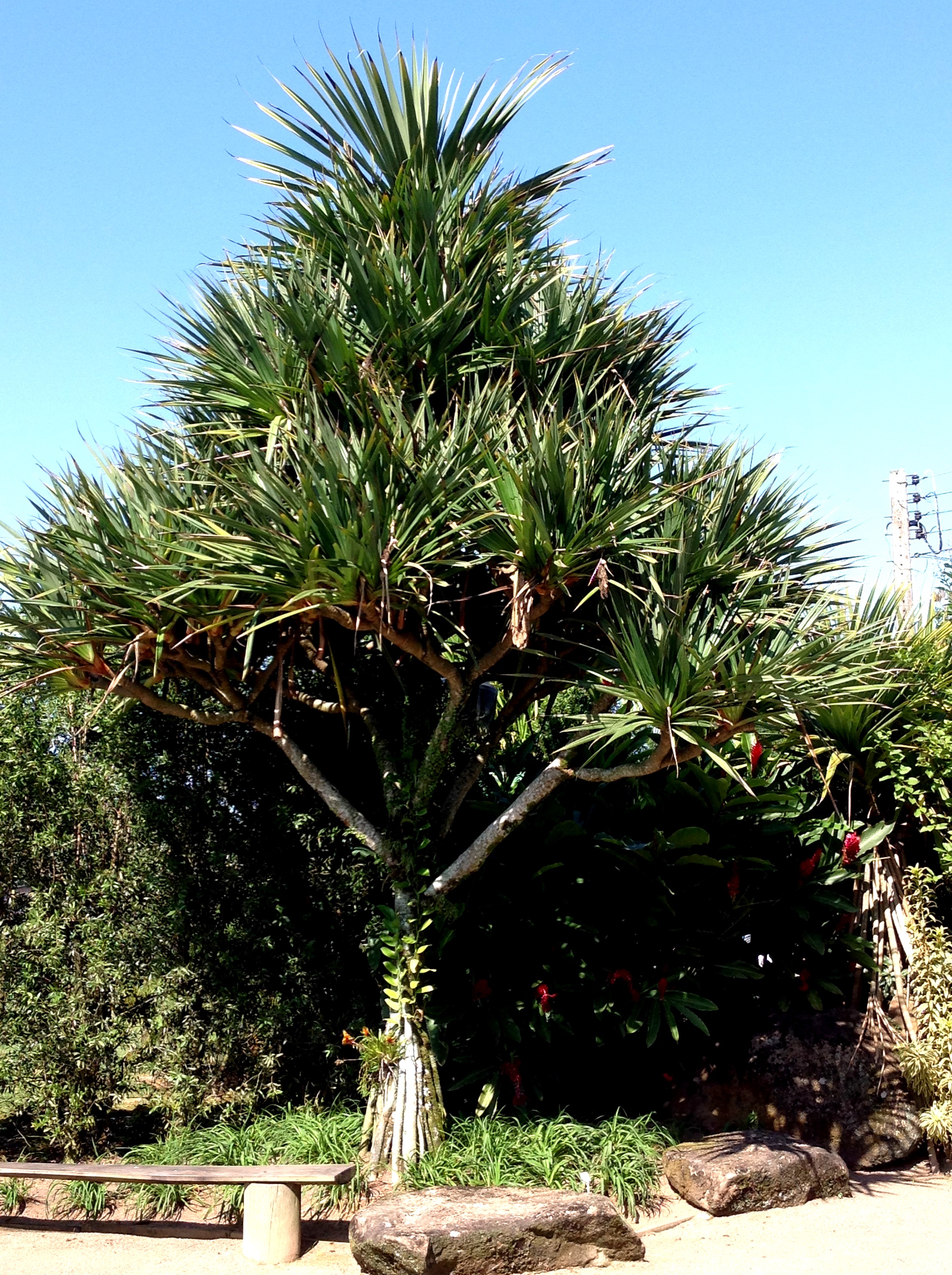 Pandanus utilis