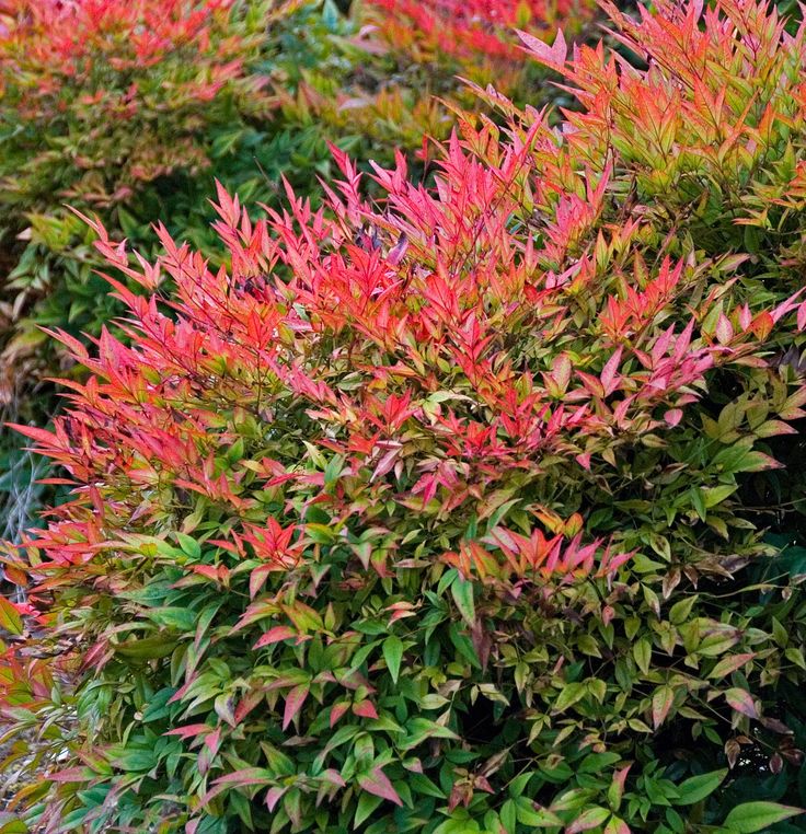 Nandina-2Bdomestica