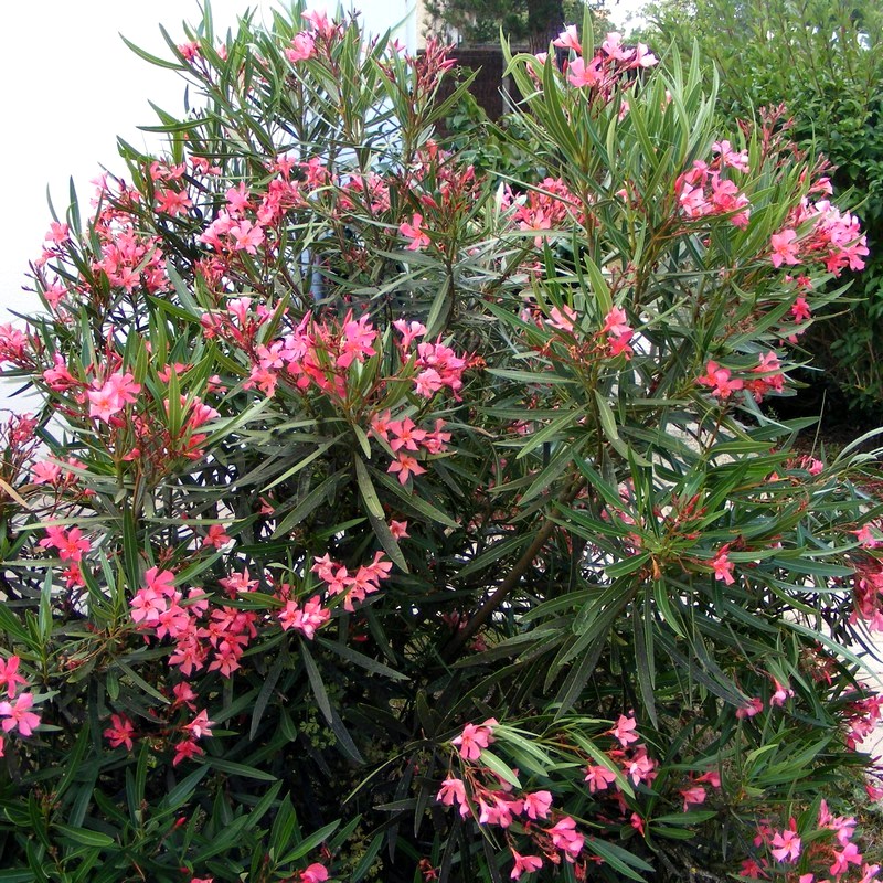 Nerium oleander
