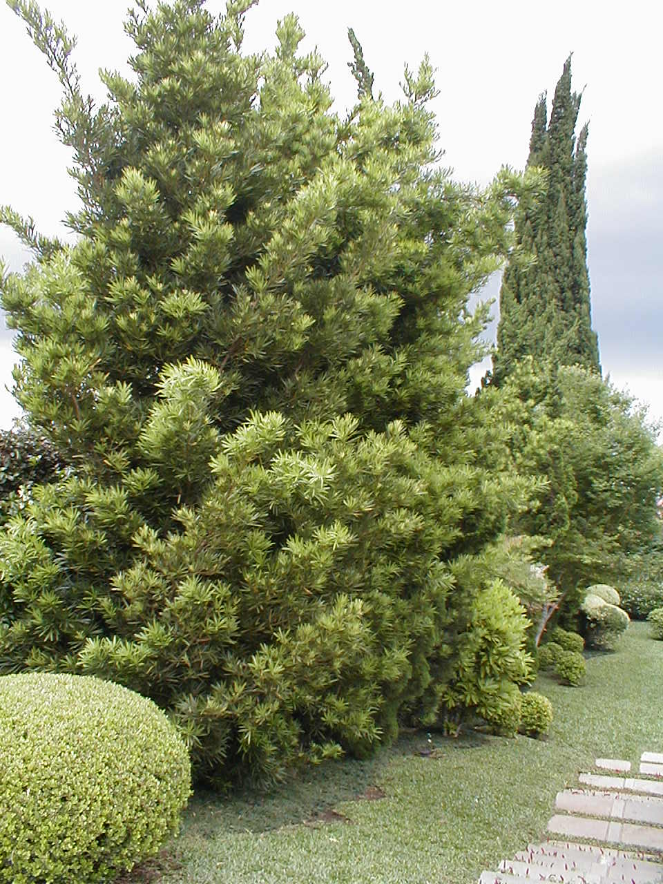 Podocarpus com crescimento natural