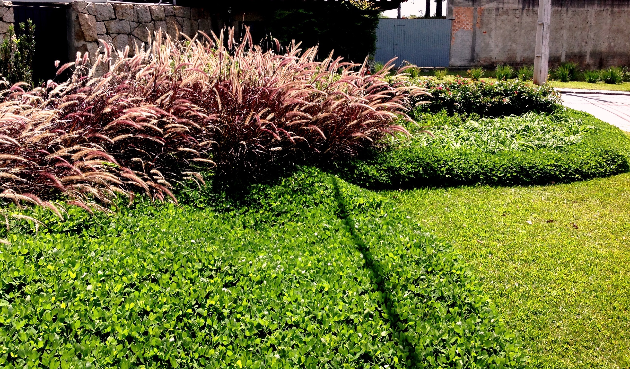 Plantas com baixa necessidade hídrica