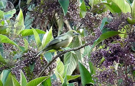 Pássaro em telhado verde