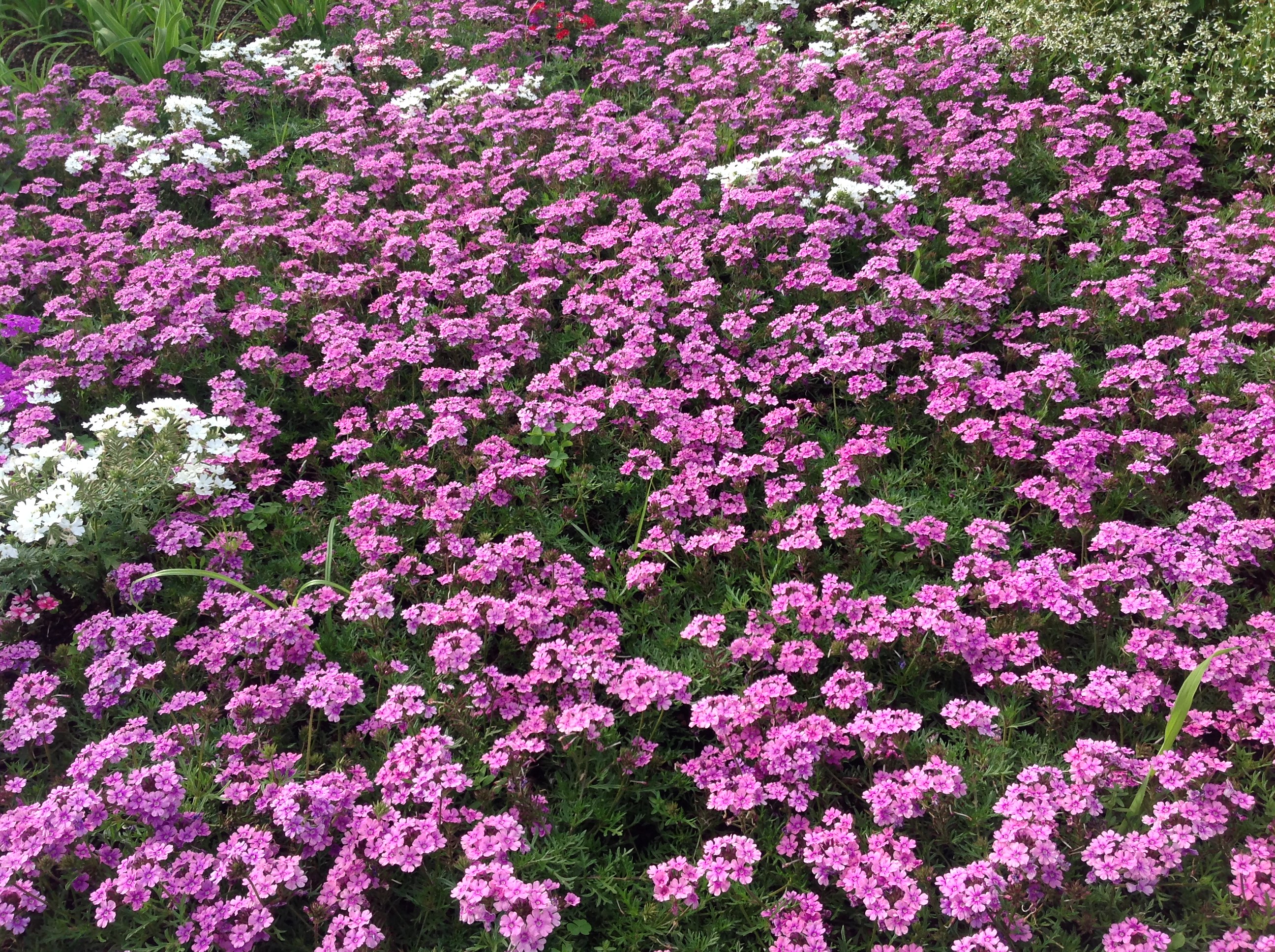 Verbenas em telhado verde