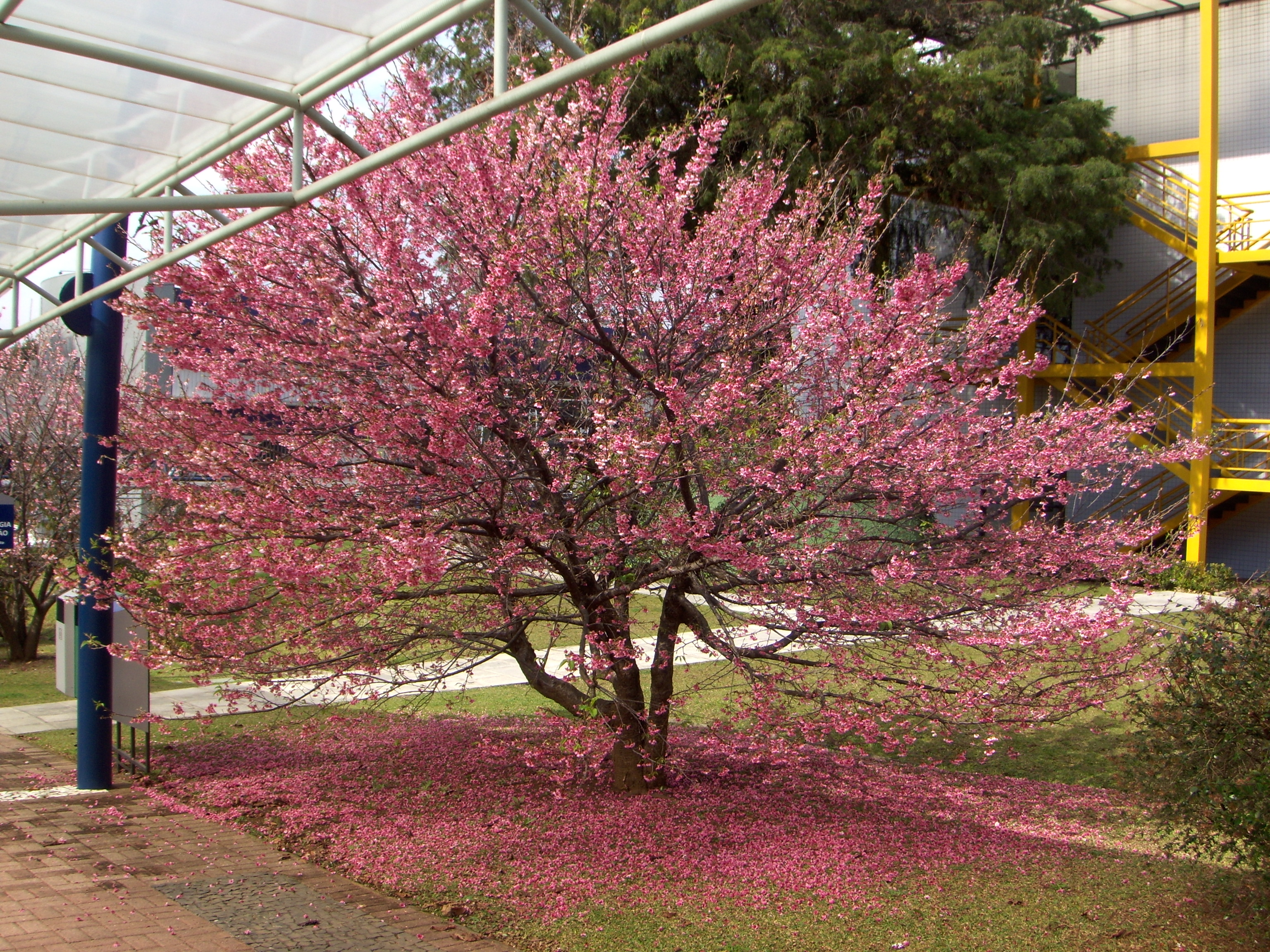 cerejeira japonesa