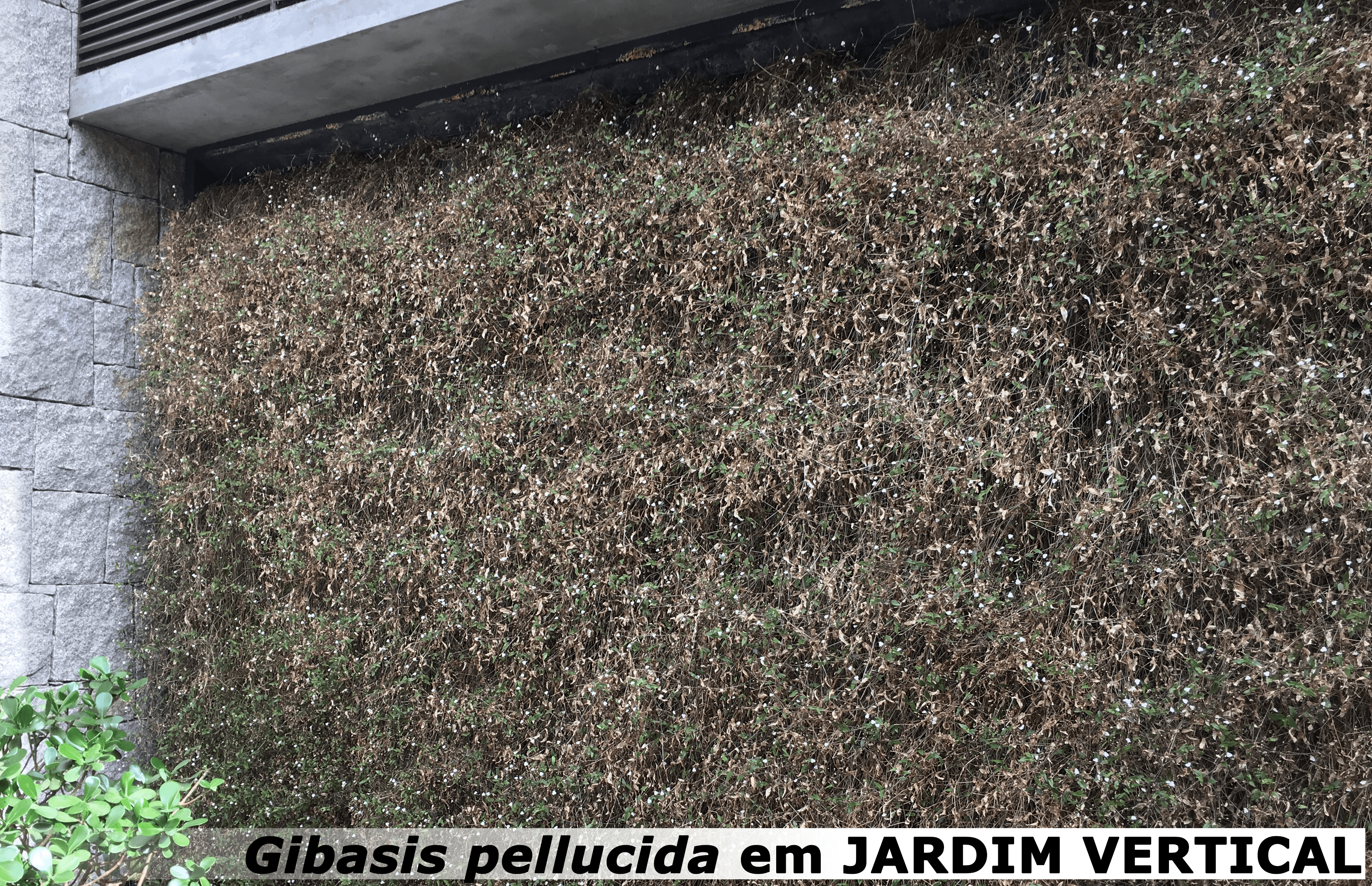 gibasis pellucida em jardim vertical