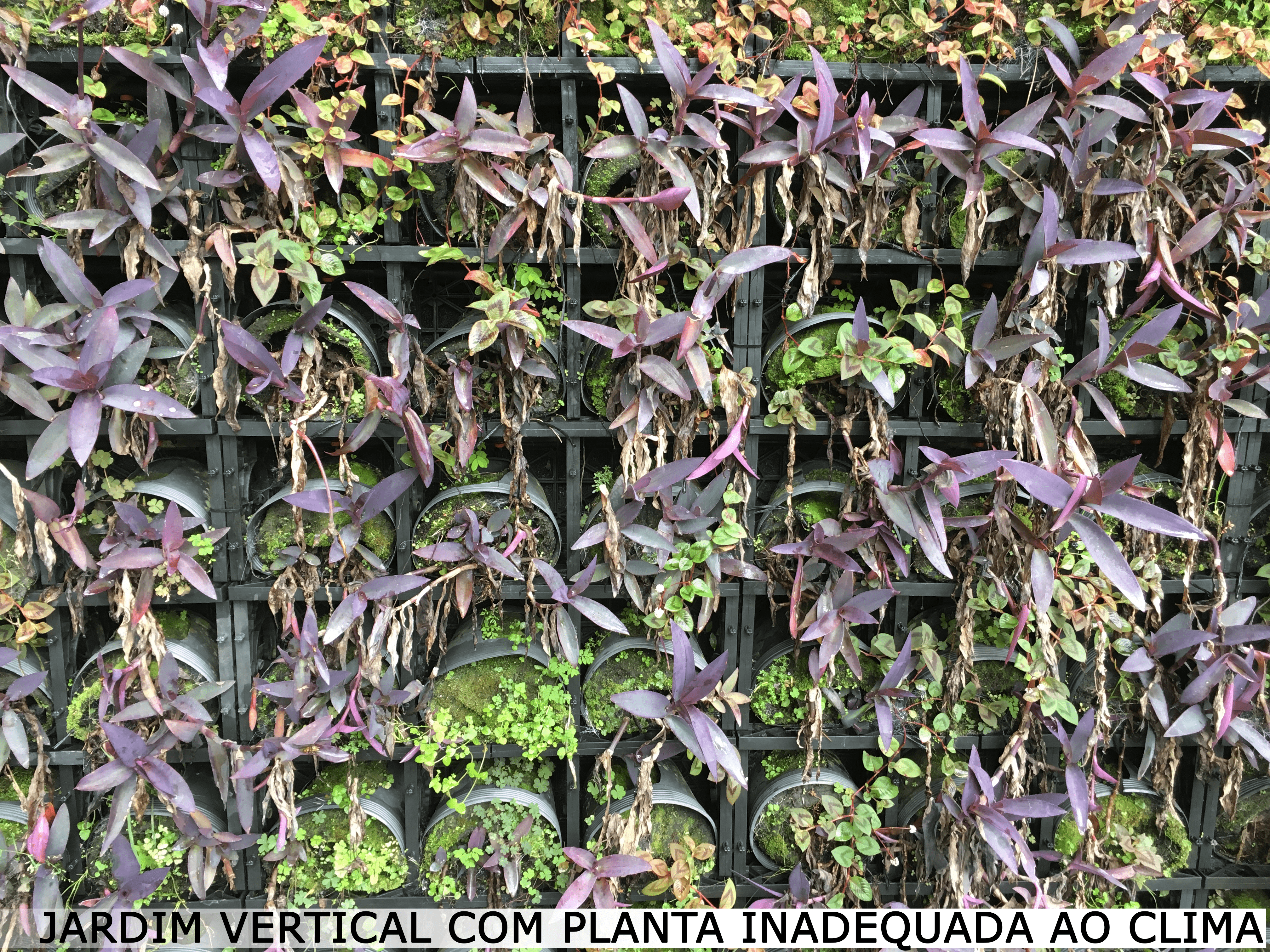 jardim vertical com planta inadequada ao clima