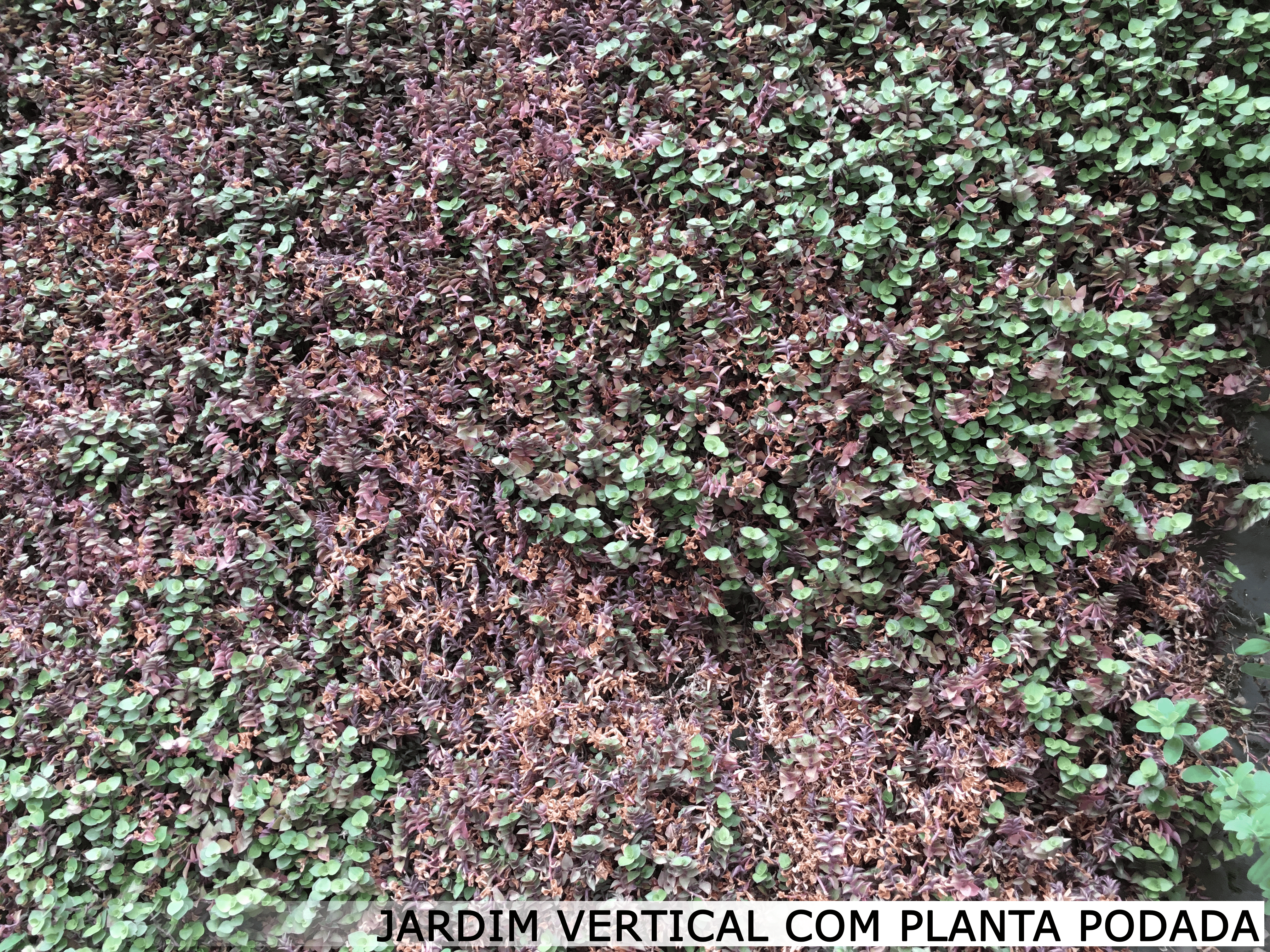 jardim vertical com planta podada