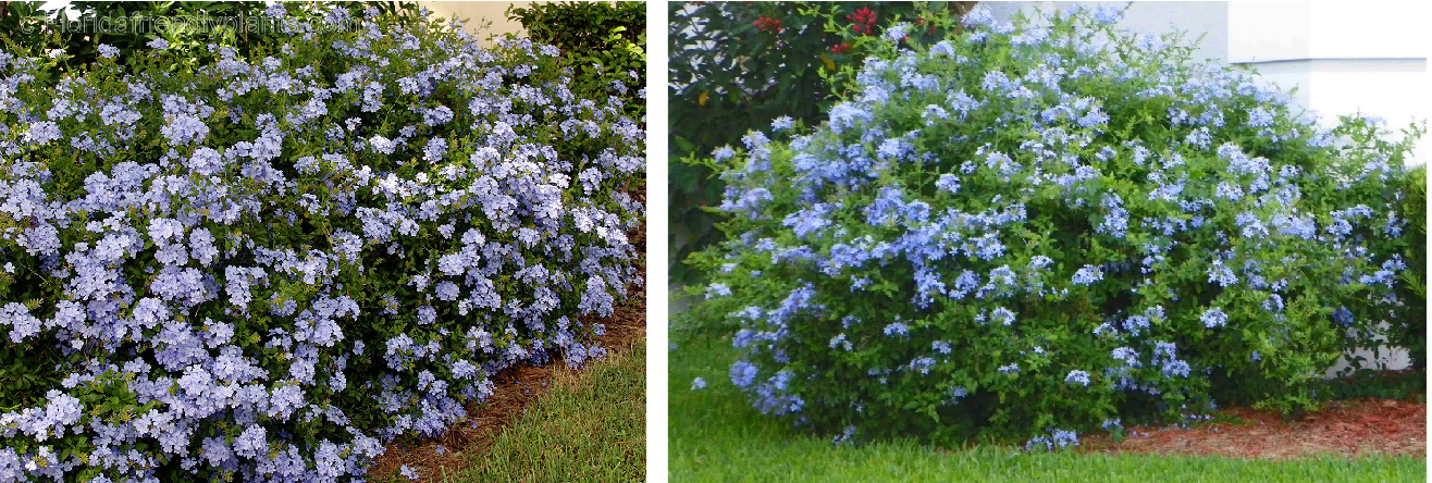 Plumbago com crescimento natural