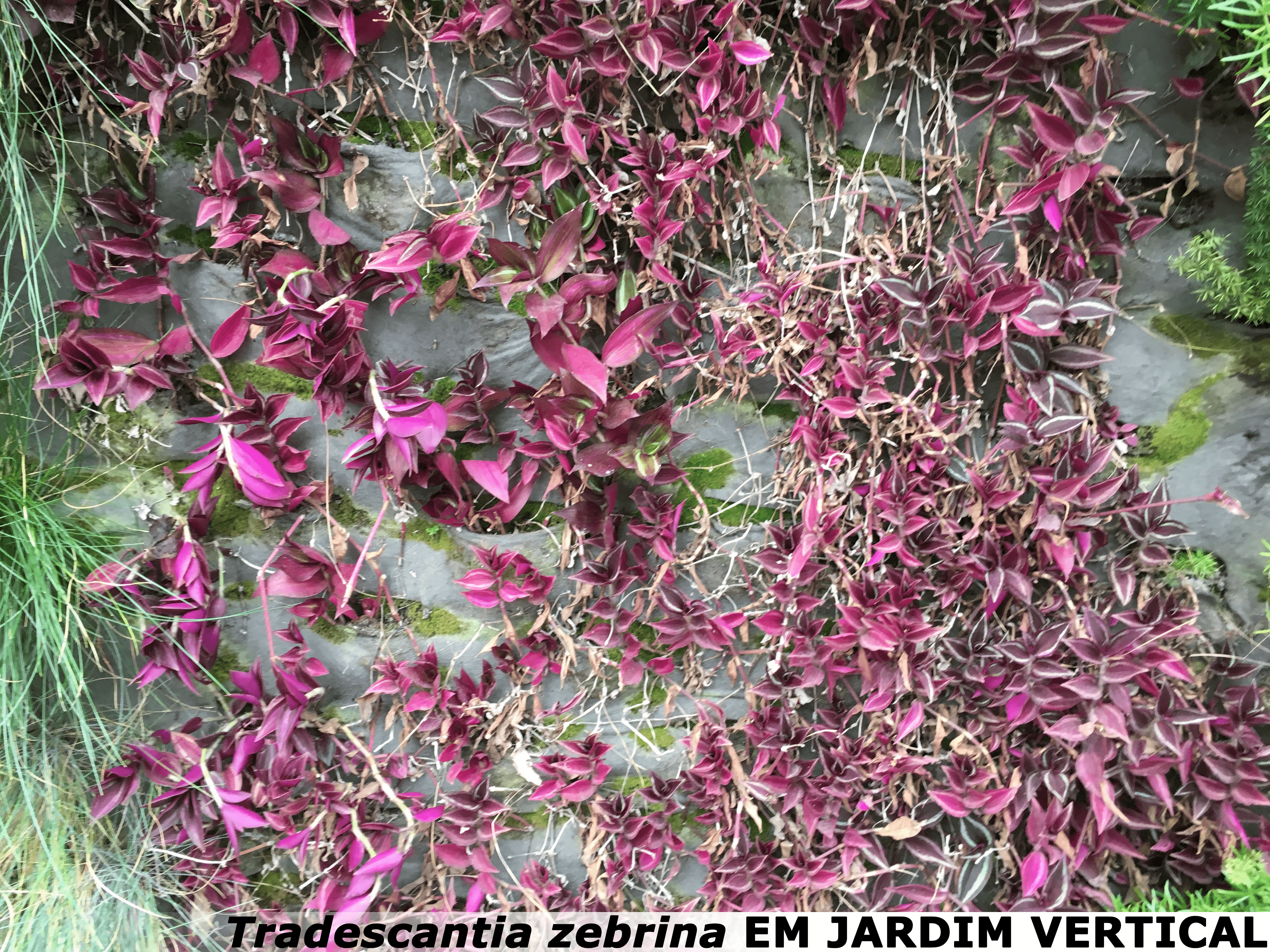 tradescantia zebrina em jardim vertical